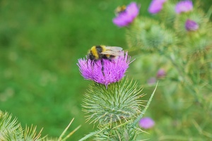 02022 bee on flower v1