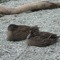 02082_two_ducks.JPG