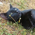 00307_cat_looking_at_sky_v1.JPG