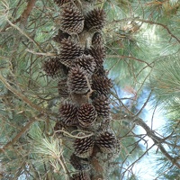 00380 pinecones
