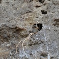00454_baby_bird.JPG