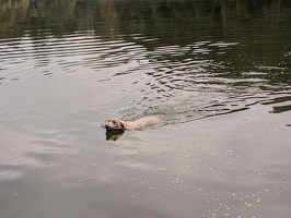 20200215 083249 swimming dog v1
