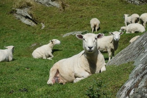 04317 sheep portrait