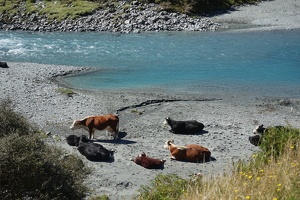 04336 cows by river