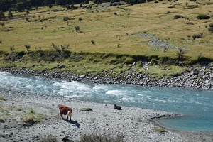 04337 cow pondering at rapids
