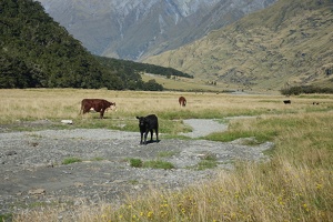 04356 calf with cows