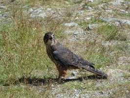 10940 nz falcon waiting for us to leave