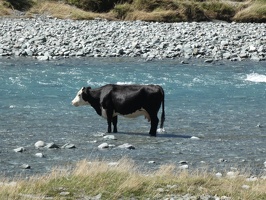 10958 bathing cow