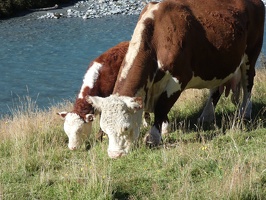 10965 calf with mom