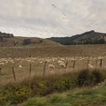 20200601_094217_sheep_and_birds.jpg