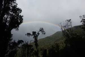 05995 rainbow over tree