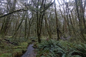 06110 mossy forest
