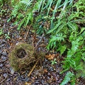 06175_nest_v1.jpg