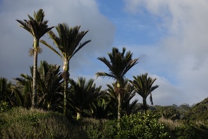 06233 nikaus