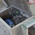 06493_another_penguin_v1.jpg