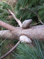 20200710 134903 how some pine cones grow