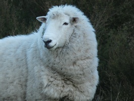 40459 white sheep munching