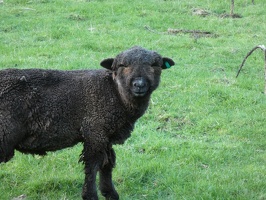 40480 black sheep