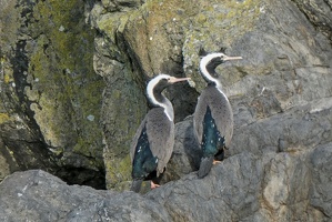 40633 pair of spotted shags v1