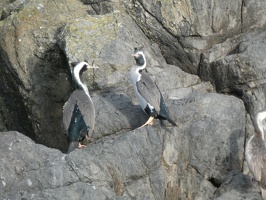 40647 spotted shags