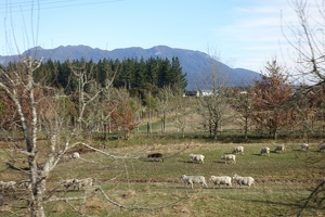 06907 sheep