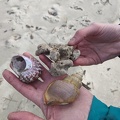 20200803_125828_more_shells.jpg