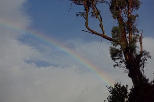 07416 tree and rainbow
