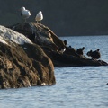 50049_also_s_island_pied_oystercatcher.JPG