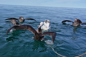 08176 albatross in middle