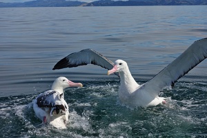08242 two albatrosses