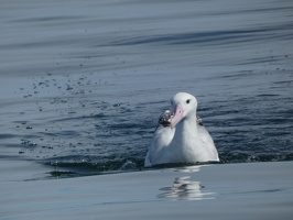 50667 wandering albatross coming