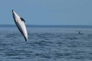 60241 jumping dolphin v1