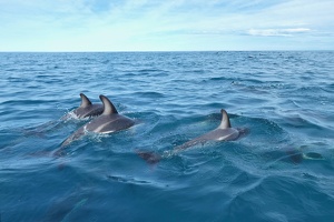 60246 three close dolphins v1