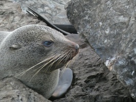60312 seal looking at rock
