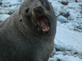 60319 yawning seal