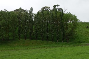 09142 line of trees v1