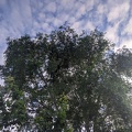 20201106_180809369_morning_sky.jpg