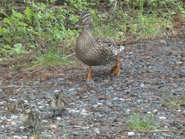 60713 mama and ducklings