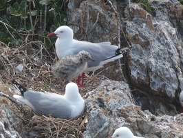 60896 chick