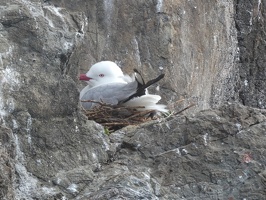 60937 another nest