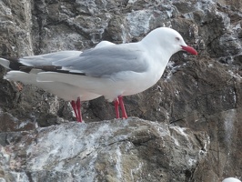 60943 four legged gull