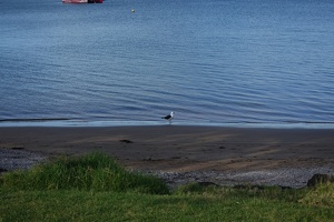 09700 black backed gull