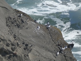 70295 white fronted terns