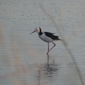 70412_pied_stilt.JPG