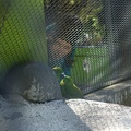 00025_mp_voyeur_with_2_kakariki_v1.JPG