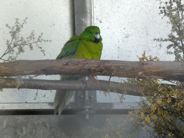 Te Anau Bird Sanctuary,  November 27