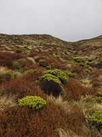 20201128 051515664 tussocks