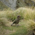 00452_kea_posing.JPG