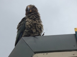 70597 kea up there