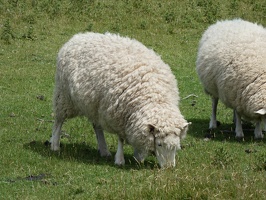 80360 sheep